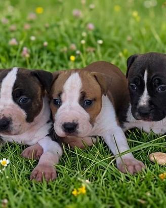 American Staffordshire Terrier ( Amstaff)