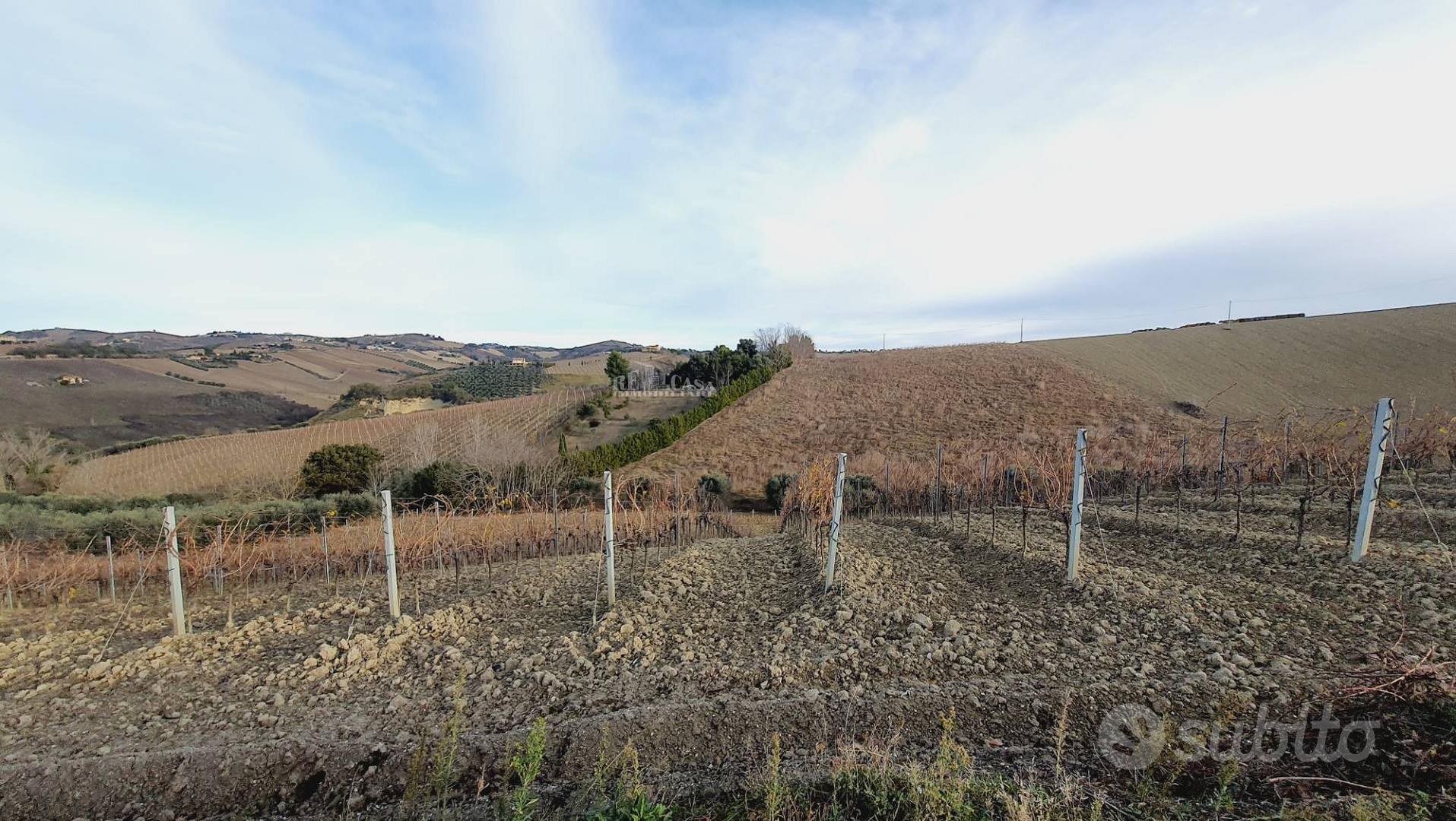 Terreno agricolo - Acquaviva Picena - Vista 2