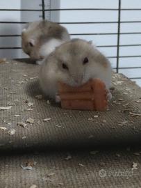 Criceti russi - razza argente