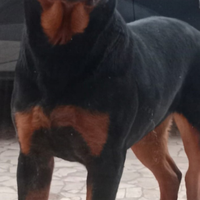 Cucciolona Rottweiler