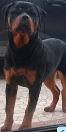 Cucciolona Rottweiler