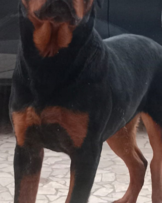 Cucciolona Rottweiler