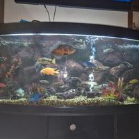 Juwel Acquario Rio 450 Litri LED Bianco 151x51x66H