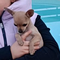 Cucciolo maschio di chihuahua