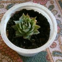 Piante sempervivum