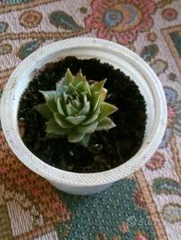 Piante sempervivum