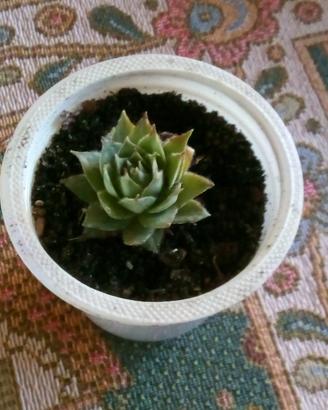 Piante sempervivum