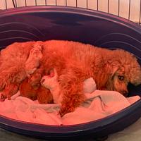 Cuccioli barboncino Nano Fulvo RED pedigree ENCI