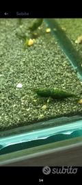 Gamberetti green esmerald