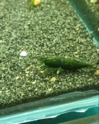 Gamberetti green esmerald