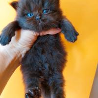 Gattina persiana nera moka
