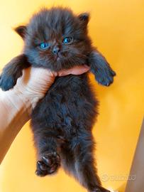 Gattina persiana nera moka