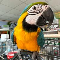 Ara ararauna ALLEVATA A MANO