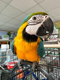 Ara ararauna ALLEVATA A MANO