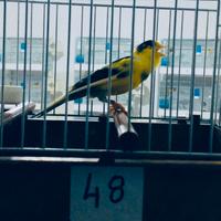 Canarini da canto Timbrado Spagnolo