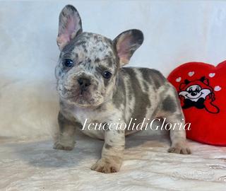 Esclusiva bulldog francese merle