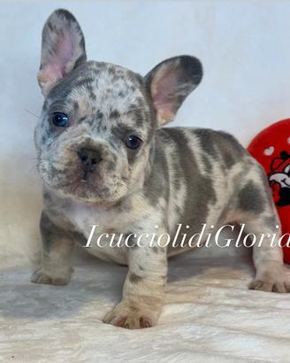 Esclusiva bulldog francese merle