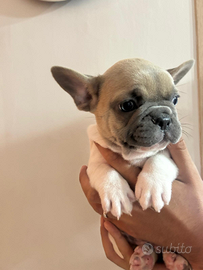 Bulldog francese