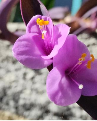 Pianta Tradescantia pallida