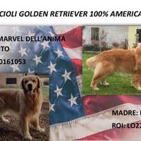 Cuccioli golden Retriever 100% americani