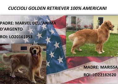 Cuccioli golden Retriever 100% americani