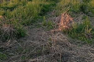 Terreno libero