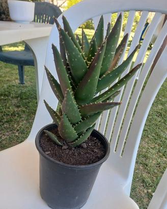 pianta grassa 