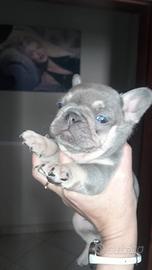 Buldog francese