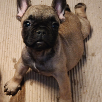 Bulldog francese