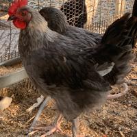 Polli Marans blu- Legbar golden