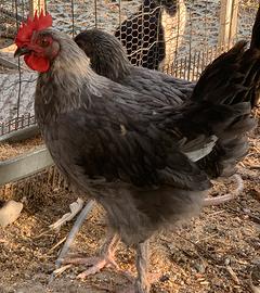 Polli Marans blu- Legbar golden