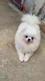 Sprizz di Pomerania toy