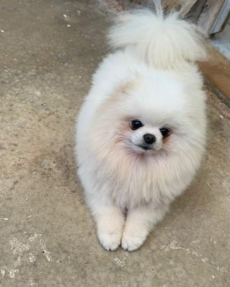 Sprizz di Pomerania toy