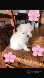 Maltese coreano
