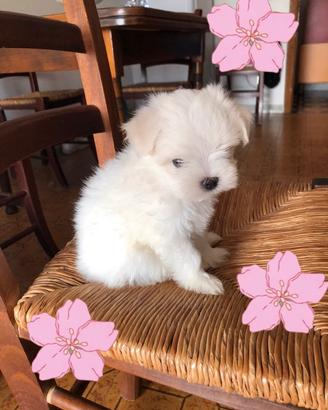Maltese coreano