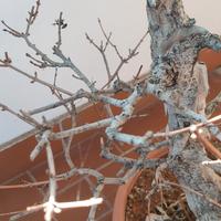 Pre bonsai acero campestre 