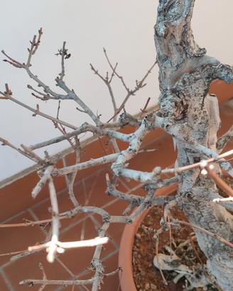 Pre bonsai acero campestre 