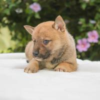 Cucciolina femmina di Shiba Inu rossa