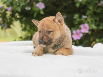 Cucciolina femmina di Shiba Inu rossa