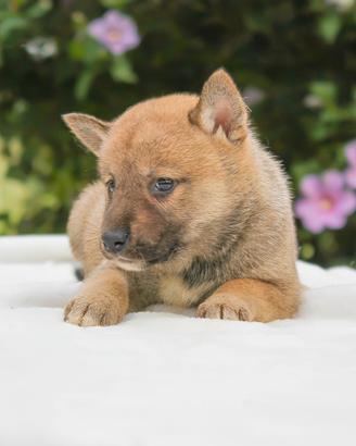 Cucciolina femmina di Shiba Inu rossa