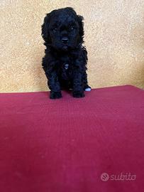 Cuccioli di barboncino toy bianchi e neri