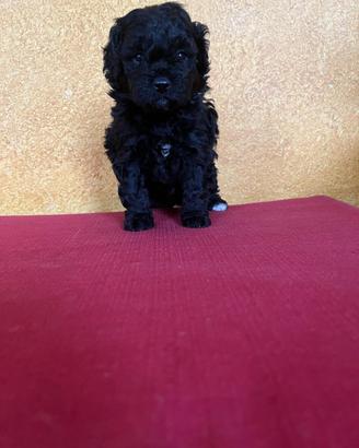 Cuccioli di barboncino toy bianchi e neri