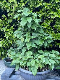 Bonsai carpino