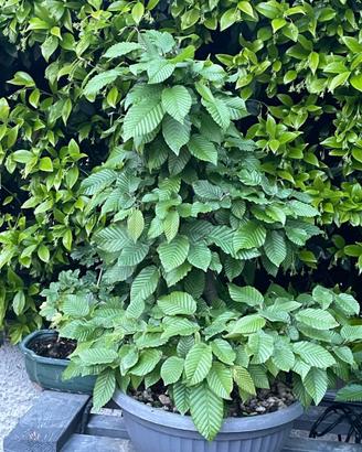 Bonsai carpino