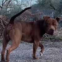 Pitbull ukc
