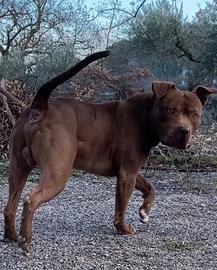 Pitbull ukc