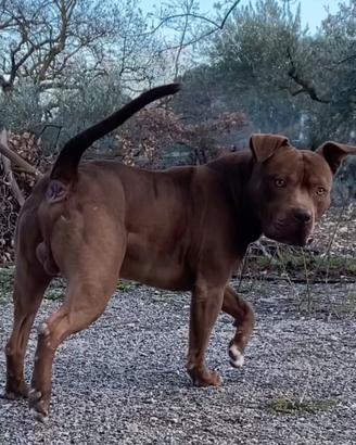 Pitbull ukc