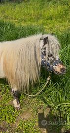 Stallone Appaloosa mini pony