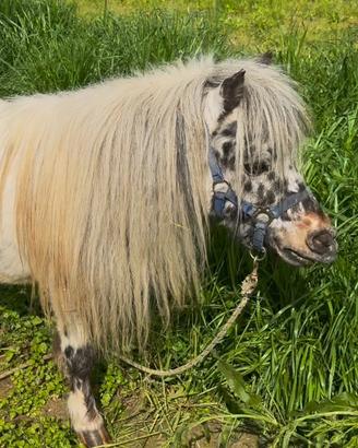 Stallone Appaloosa mini pony