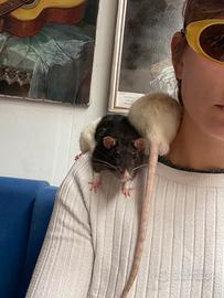 Due ratti domestici